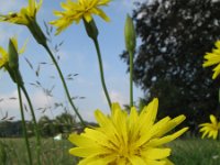 Scorzonera hispanica 2, Grote schorseneer, Saxifraga-Rutger Barendse