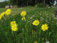 Scorzonera hispanica 4, Grote schorseneer, Saxifraga-Rutger Barendse