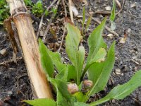 Scorzonera hispanica 5, Grote schorseneer, Saxifraga-Rutger Barendse