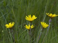 Scorzonera hispanica 6, Grote schorseneer, Saxifraga-Jan Nijendijk