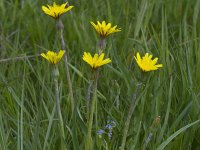 Scorzonera hispanica 7, Grote schorseneer, Saxifraga-Jan Nijendijk