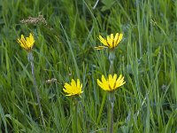 Scorzonera hispanica 9, Grote schorseneer, Saxifraga-Jan Nijendijk