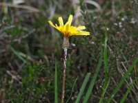 Scorzonera humilis 15, Kleine schorseneer, Saxifraga-Hans Dekker