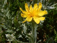 Scorzonera latifolia 3, Saxifraga-Ed Stikvoort