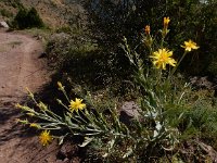 Scorzonera latifolia 9, Saxifraga-Ed Stikvoort