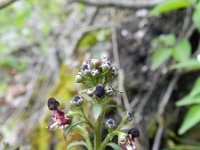 Scrophularia canina 16, Hondshelmkruid, Saxifraga-Rutger Barendse