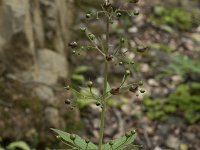 Scrophularia canina 18, Hondshelmkruid, Saxifraga-Willem van Kruijsbergen