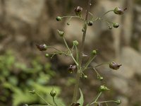 Scrophularia canina 19, Hondshelmkruid, Saxifraga-Willem van Kruijsbergen