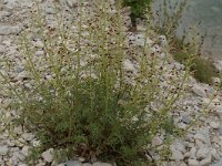 Scrophularia canina 2, Hondshelmkruid, Saxifraga-Willem van Kruijsbergen