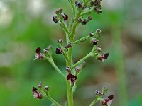 Scrophularia canina 5, Hondshelmkruid, Saxifraga-Willem van Kruijsbergen