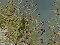 Scrophularia canina 7, Hondshelmkruid, Saxifraga-Willem van Kruijsbergen