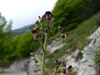 Scrophularia canina ssp hoppii 14, Saxifraga-Rutger Barendse