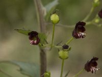 Scrophularia peregrina 2, Koraalhelmkruid, Saxifraga-Willem van Kruijsbergen