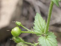 Scrophularia peregrina 3, Koraalhelmkruid, Saxifraga-Rutger Barendse