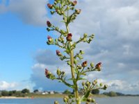 Scrophularia umbrosa 16, Gevleugeld helmkruid, Saxifraga-Ed Stikvoort