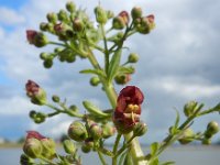 Scrophularia umbrosa 17, Gevleugeld helmkruid, Saxifraga-Ed Stikvoort