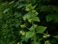 Scrophularia vernalis 27, Voorjaarshelmkruid, Saxifraga-Peter Meininger