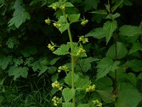 Scrophularia vernalis 28, Voorjaarshelmkruid, Saxifraga-Peter Meininger