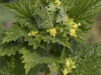 Scrophularia vernalis 29, Voorjaarshelmkruid, Saxifraga-Willem van Kruijsbergen