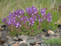 Scutellaria alpina 17, Saxifraga-Luuk Vermeer