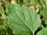 Scutellaria altissima 13, Groot glidkruid, Saxifraga-Sonja Bouwman  918. Groot glidkruid - Scutellaria altissima - Lamiaceae familie (zw)