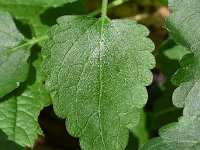 Scutellaria columnae 14, Trosglidkruid, Saxifraga-Sonja Bouwman  809. Trosglidkruid - Scutellaria columnae - Lamiaceae familie (i)