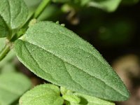 Scutellaria minor 43, Klein glidkruid, Saxifraga-Sonja Bouwman  792. Klein glidkruid - Scutellaria minor - Lamiaceae familie (i)