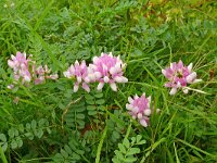 Securigera varia 29, Bont kroonkruid, Saxifraga-Hans Grotenhuis