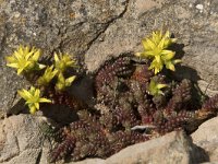 Sedum acre 60, Muurpeper, Saxifraga-Willem van Kruijsbergen