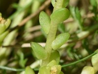 Sedum acre 62, Muurpeper, Saxifraga-Sonja Bouwman