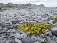 Sedum acre 63, Muurpeper, Saxifraga-Willem van Kruijsbergen