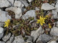 Sedum acre 64, Muurpeper, Saxifraga-Willem van Kruijsbergen