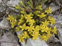 Sedum acre 65, Muurpeper, Saxifraga-Willem van Kruijsbergen