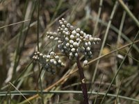 Sedum album 34, Wit vetkruid, Saxifraga-Willem van Kruijsbergen