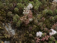 Sedum album 35, Wit vetkruid, Saxifraga-Willem van Kruijsbergen