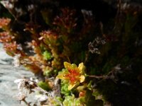 Sedum alpestre 10, Saxifraga-Ed Stikvoort