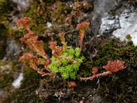 Sedum alpestre 8, Saxifraga-Ed Stikvoort