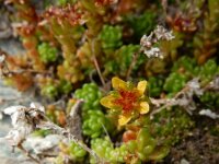 Sedum alpestre 9, Saxifraga-Ed Stikvoort