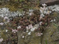 Sedum anglicum 2, Saxifraga-Willem van Kruijsbergen