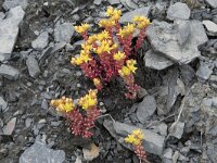 Sedum annuum