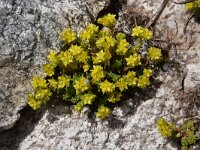 Sedum annuum 10, Eenjarig vetkruid, Saxifraga-Harry Jans  Sedum annuum
