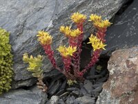 Sedum annuum 4, Eenjarig vetkruid, Saxifraga-Willem van Kruijsbergen
