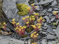 Sedum annuum 7, Eenjarig vetkruid, Saxifraga-Willem van Kruijsbergen