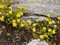 Sedum annuum 9, Eenjarig vetkruid, Saxifraga-Harry Jans  Sedum annuum