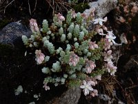 Sedum brevifolium 11, Saxifraga-Ed Stikvoort