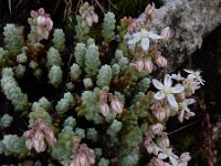 Sedum brevifolium 15, Saxifraga-Ed Stikvoort