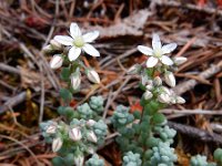 Sedum brevifolium 8, Saxifraga-Ed Stikvoort