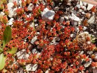 Sedum caespitosum 2, Saxifraga-Ed Stikvoort