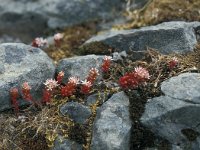 Sedum caespitosum 4, Saxifraga-Jan van der Straaten