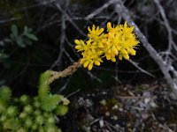 Sedum forsterianum 4, Sierlijk vetkruid, Saxifraga-Ed Stikvoort